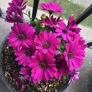 Meet your Posher, Lorie